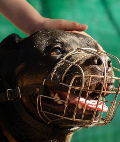 Rottweiller with muzzle to protect against dog bite injury.
