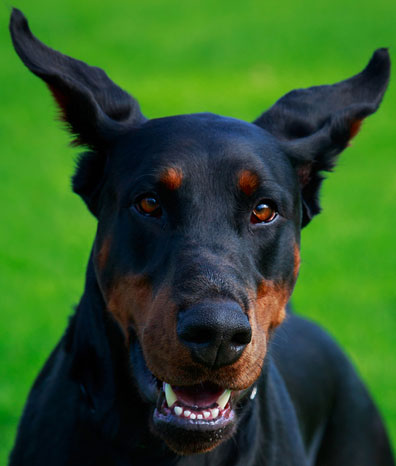 Doberman dog.