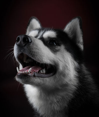 Husky breed dog.